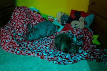 my bunnies' hideaway!