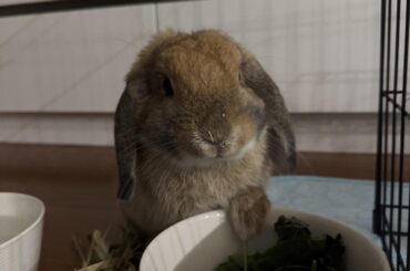 Help! My bunny is acting weird — advice urgently needed