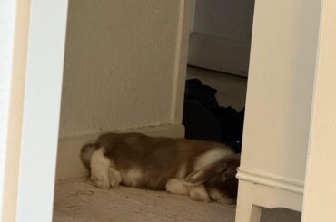 Bunny won’t be picked up