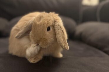 How long after the spay until your rabbit's litter box habits improved?