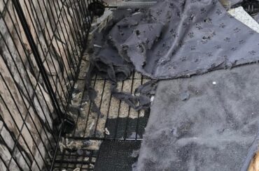 Daphne the Destroyer