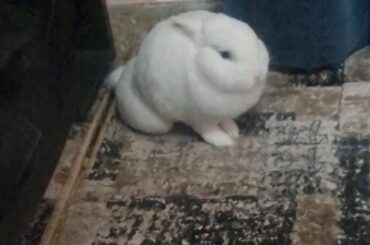 Caught my bunny mid-mitosis. Guess he is multiplying now (he's just sitting weird don't know how he did it)