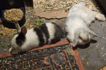 Today Pepper Hid In My Closet And Scared The Bejeezus Out Of Me