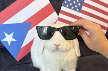 Let’s not forget the most important part of Super Bowl Sunday