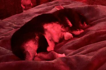 The dramatic lighting calls for Sushi to recreate a murder scene