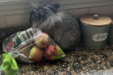 HOW DID YOU GET TO THEM APPLES BEFORE ME HUH BUGS