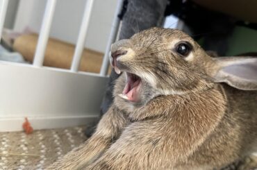 Big stretch and a yawn to start the day