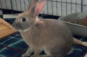 what breed is my rabbit please?