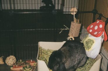 Mourning my baby bunny while she’s still living.