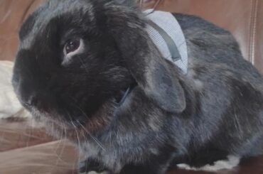 His 2 names or Timothy and Binks