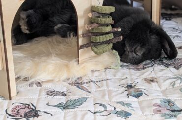 Blueberry food and enjoys her shag rug