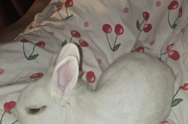 The art of the flop, by Pearl