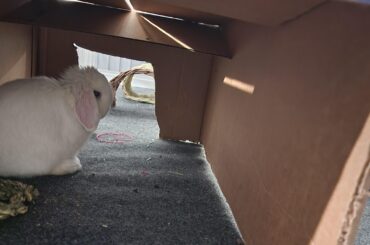 Bun-bun is mad at me for administering his ear drops