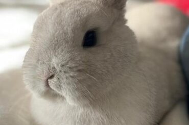 First time on a bed !