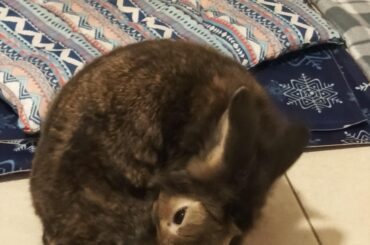 I have a ball. I'm proud of my ball. Do you have a ball?