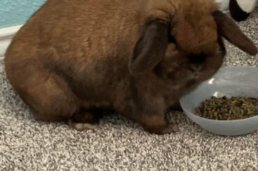 Need advice! My mom is convinced my rabbits are making me sick