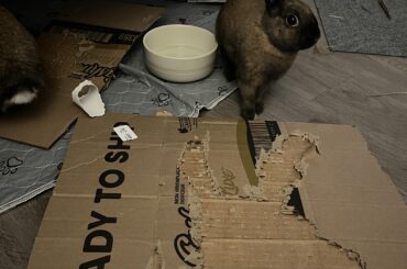 Is this a sign to get them a sibling ? 👀