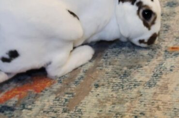 My girlfriends bnuuy Moose Tracks