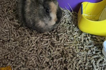 Can someone help me?:)