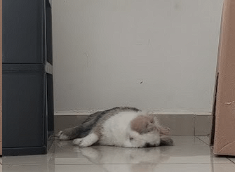 What he is dreaming?