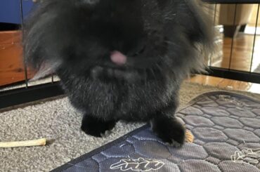 Bunny blep