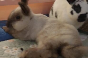 advice needed for thymoma bunny
