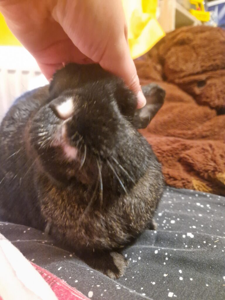 Anyone else’s bunny refuse to lick their skin?