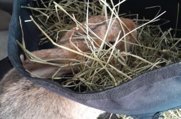 My dude LOVES his hay!