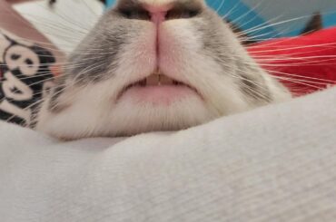 Bunny snoot