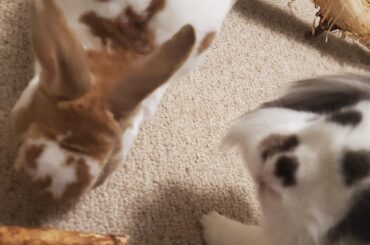 rabbits peeing everywhere... my room smells bad too.