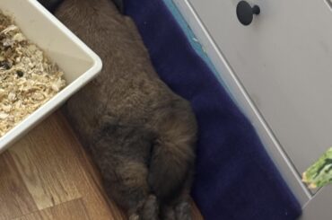 I think she’s comfy🥰