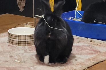 A very happy (belated) 8th birthday to Robert Buns!