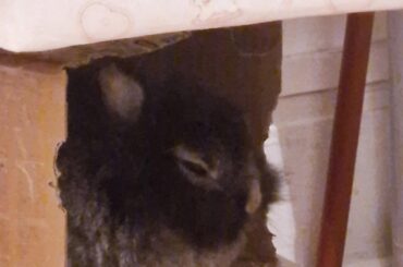 BIG nap for tiny bun in cardboard box