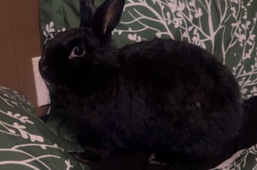 Why does my bunny try and bite off my pimples?