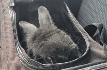 My perfect (double senior) rabbit had her annual fat shaming today!