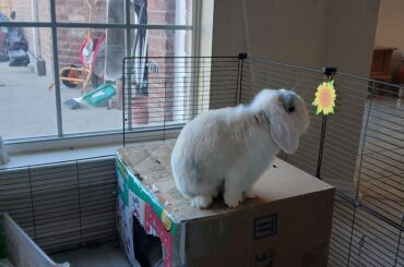 Ghost needs positive thoughts:c