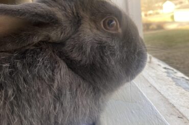 Levi absolutely loves playing guard bunny.