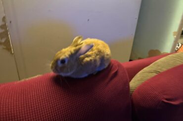 Bunny(Three years old?)