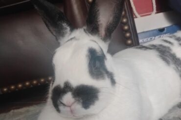 $15 meat bunny I took as a pet