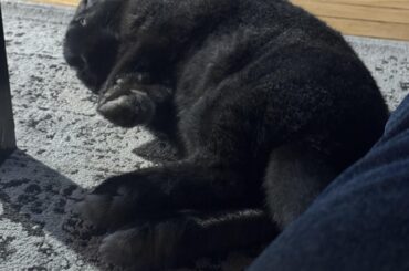 Alternative Hay if Baby refuses Alfalfa?