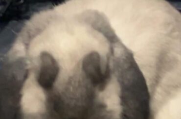 My bunny grew eyebrows ???