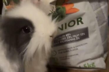 Look at my bunny🐰