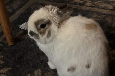 He’s too cute I want to pet him