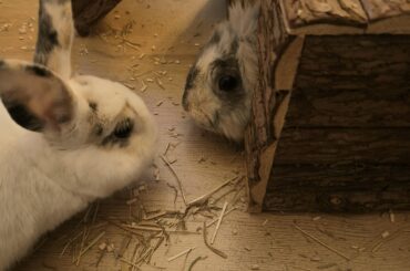 A minute of silence for Nibbit