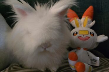 My Bunny loves this Plushy.