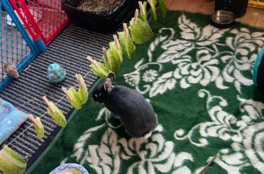I felt like is was festive boring for Augie to eat from a plate her daily lettuce so I decided to get some string and clothespins and hang her lettuce