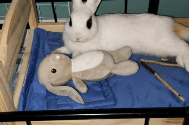 Cuddly bunny