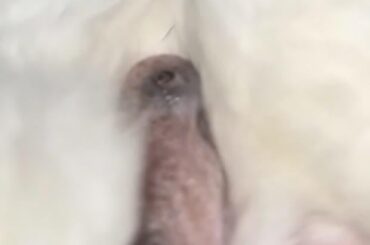 something on bunnies balls