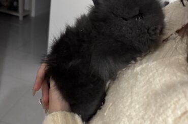 does anyone know what kind of bunny this is? we just adopted him but were given zero information on what he is