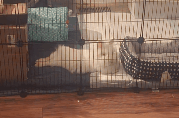 Coming up on a month and a half of fostering my girl. Spay is scheduled for a couple weeks, then she'll be mine officially! (Love when she lays like this)